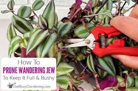 Pruning Wandering Jew Tradescantia