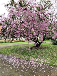 Top 10 Beautiful Flowering Trees Of India
