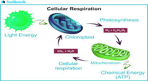 Cellular Respiration Know Definition