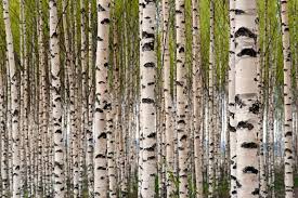 Birch Tree Forest Large Wall Mural