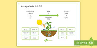 Photosynthesis Word Mat English