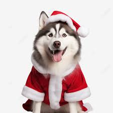 Funny Siberian Husky Dog Wearing Santa