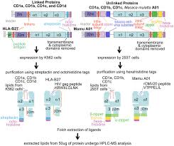 Cd1 Lipidomes Reveal Lipid Binding