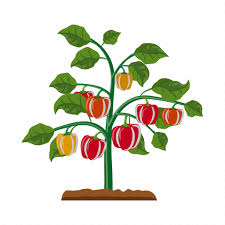 Agriculture Fruit Garden Plant Red