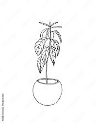Tall Houseplant In A Round Pot In The
