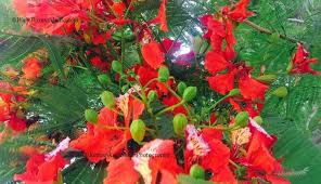 Summer Flowering Trees Of India