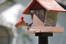 6 Diy Cardinal Birdhouse Plans You Can