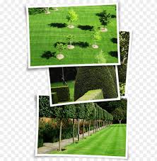 Pleached Trees Png Transpa With