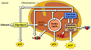 Cellular Respiration Diagram Diagram