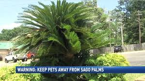 Experts Warn Sago Palm Is Toxic To Dogs