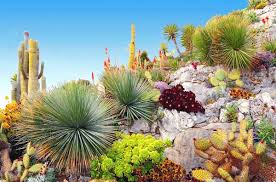 Desert Cactus Landscape Stock Photos