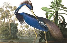 Blue Heron By J J Audubon Wallpaper