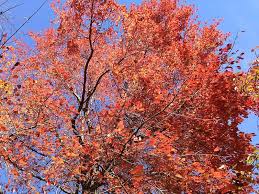 The Best Autumn Trees In Australia