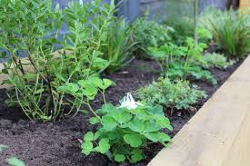 The Ultimate Guide To Raised Beds