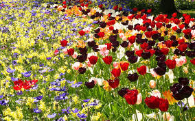 How To Grow Spring Flowering Bulbs