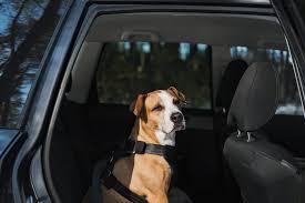 9 Best Dog Car Seats And Seat Belts For