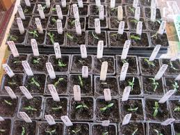 How And When To Start Seeds Indoors