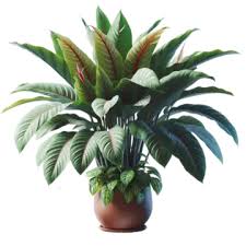 Plant Png Transpa Images Free