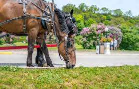 Mackinac Island Tourism Bureau