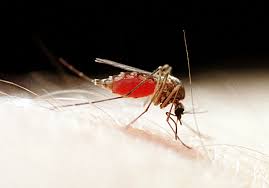 Mosquitoes Amassing In Clark County