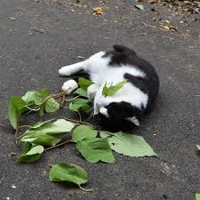 When Cats Chew Catnip It Works As A