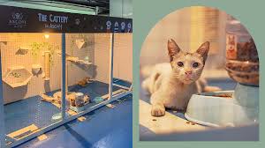Ascott Makati Opens Cat Shelter In