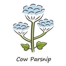 Cow Parsnip Glyph Icon Hogweed Flower