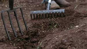 Gardener Preparing Soil With Rake For