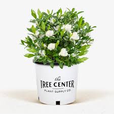 August Beauty Gardenia For The