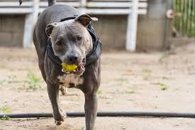 Premium Photo Pit Bull Dog Running