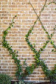 Diy Wire Trellis On A Wall