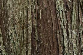 Western Red Cedar Tree Identification