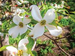 Native Flowering Trees For Spring Color