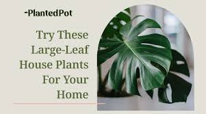 Large Leaf House Plants How To