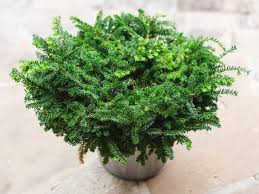 Patio Plants Potted Plants For Winter