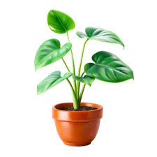 Modern Plant Pod Png Vector Psd And