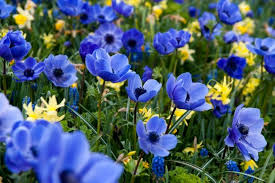 Grow These 46 Vibrant Blue Plants