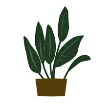Plant Indoor Png Transpa Images