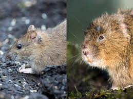 Water Vole Or Rat How To Tell The