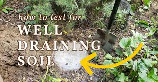 Well Draining Soil How To Check If You
