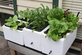Growing Seedlings In A Self Watering Pot