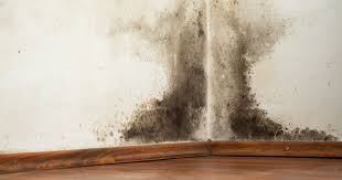 Get Rid Of Mould In Your Home