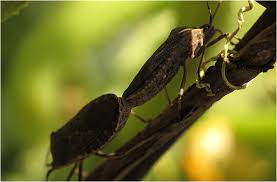 Squash Bugs Pest Management And