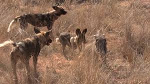 African Wild Dogs Eating Stock Footage