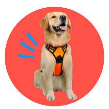 Best Dog Harnesses Top Rated Dog
