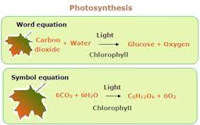 Bioenergetics Flashcards Quizlet