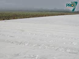 Soil Solarization Techniques For Weed