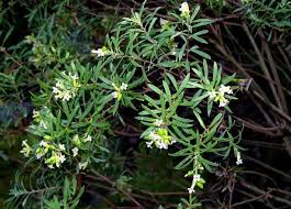 Toxic And Allergenic Plants In