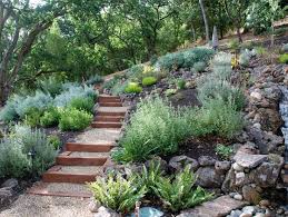 Drought Tolerant Green Gardens