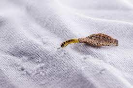 Wall Moth Larvae Or Clothing Moths Feed